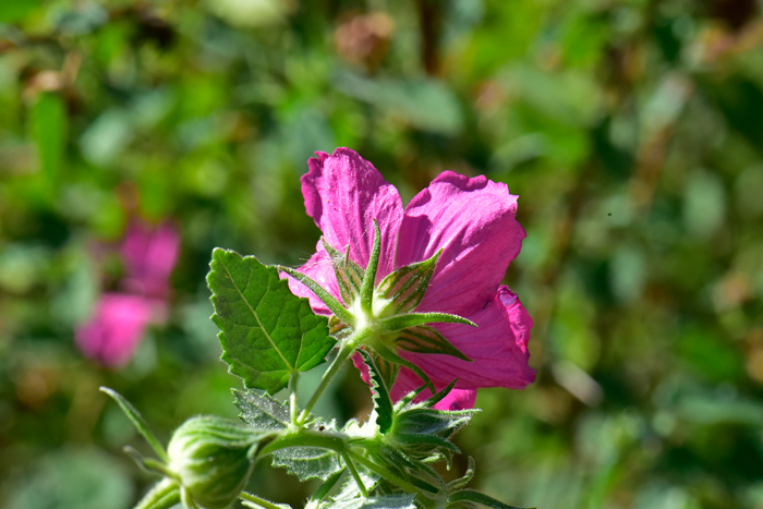 Rock Rose is a shrub or sub-shrub plant with handsome showy flowers. The flowers are bisexual and the fruit is a 5-lobed capsule. Pavonia lasiopetala 